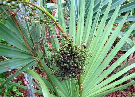 Sabal ou graza arrastrando